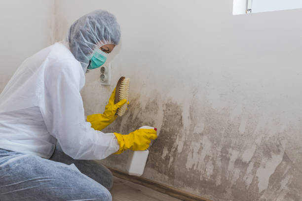 Best Water Damage & Mold Remediation  in Nemacolin, PA